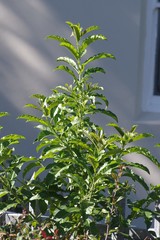 Cestrum laevigatum