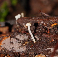Vibrissea dura