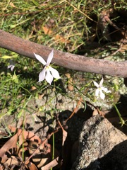 Lithotoma anethifolia