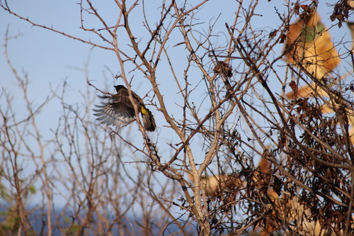 Common Bulbul