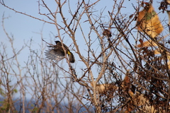 Common Bulbul