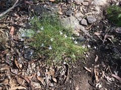 Lithotoma anethifolia