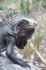 Iguana iguana melanoderma
