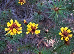 Pultenaea stipularis