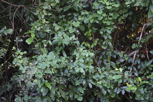 Kraussia floribunda, photograph 6