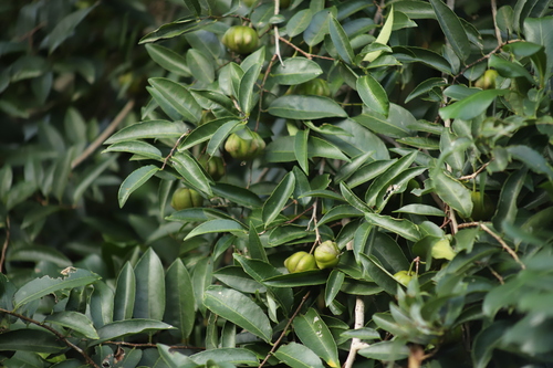 Sclerocroton integerrimus, photograph 2