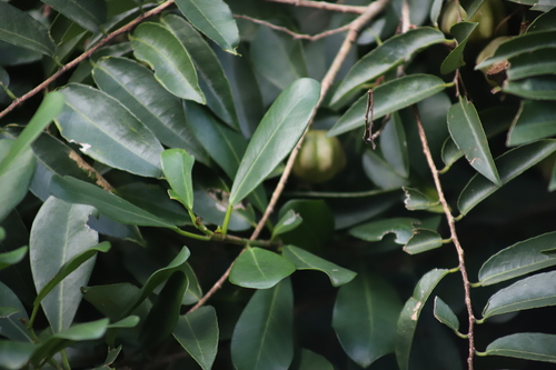 Sclerocroton integerrimus, photograph 4