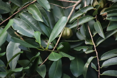 (c) Suvarna Parbhoo Mohan, some rights reserved (CC BY-SA) Sclerocroton integerrimus, photograph (c) Suvarna Parbhoo Mohan, some rights reserved (CC BY-SA)