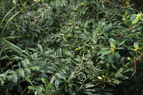 Sclerocroton integerrimus, photograph 3