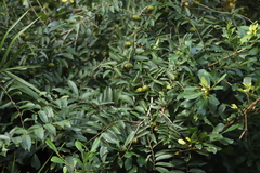 (c) Suvarna Parbhoo Mohan, some rights reserved (CC BY-SA) Sclerocroton integerrimus, photograph (c) Suvarna Parbhoo Mohan, some rights reserved (CC BY-SA)