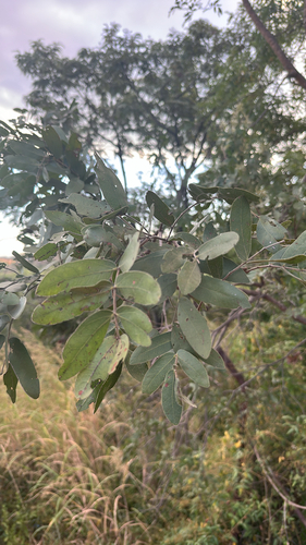 Mnondo