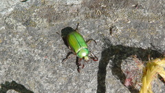 Chrysina orizabae