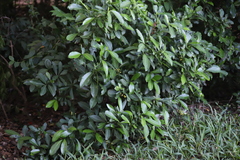 Psychotria capensis, photograph (c) Suvarna Parbhoo Mohan, some rights reserved (CC BY-SA)