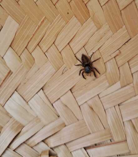 Adanson's House Jumper