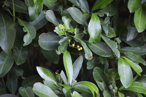 Psychotria capensis, photograph 5