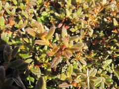 Rhododendron rubropilosum taiwanalpinum