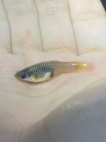 Poecilia reticulata