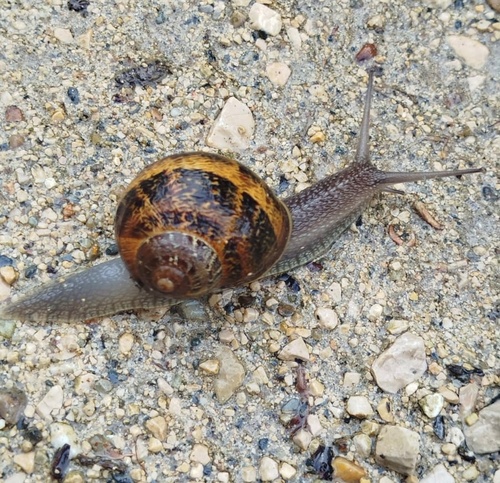 Cornu aspersum