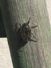 Oxythyrea funesta