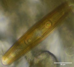 Navicula oblonga