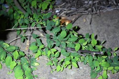 Symphoricarpos microphyllus