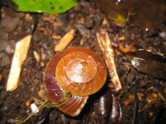 Dyakia