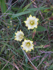 Gentiana scabrida