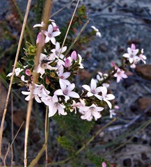 Philotheca buxifolia