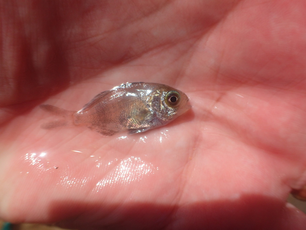Indian Driftfish