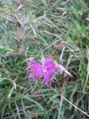 Dianthus pygmaeus