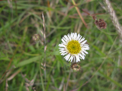 Erigeron morrisonensis morrisonensis