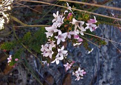 Philotheca buxifolia