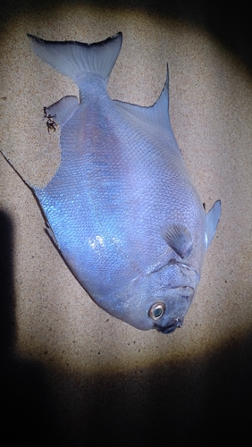 Atlantic Spadefish