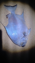 Atlantic Spadefish