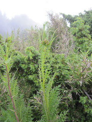 Senecio morrisonensis