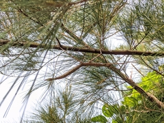 Phasmotaenia lanyuhensis