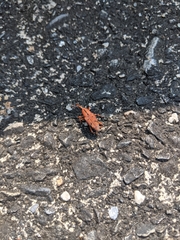 Metaprodioctes formosanus