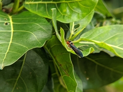 Scieroptera formosana