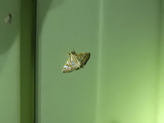 Agrioglypta itysalis