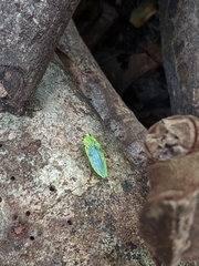 Chrysodema