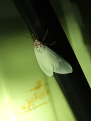 Amerila rubripes