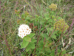 Spiraea hayatana