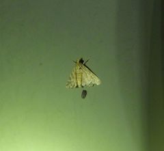 Aporocosmus lamprodeta