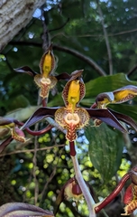 Catasetum saccatum