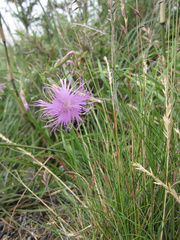 Dianthus pygmaeus
