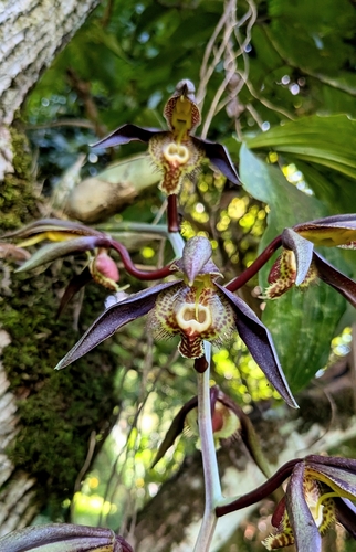 Catasetum saccatum, photograph 2