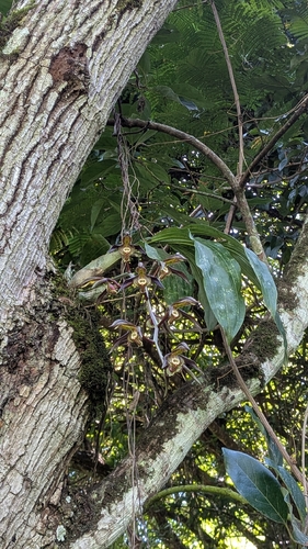 Catasetum saccatum, photograph 3