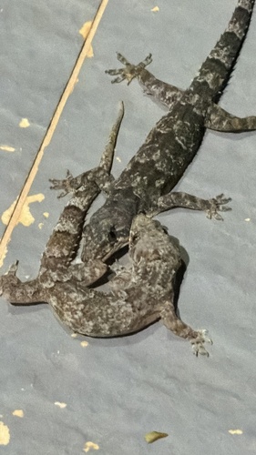 Tropical House Gecko