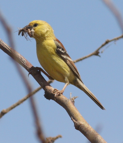 Sudan Golden Sparrow