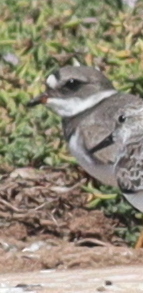 Common Ringed Plover